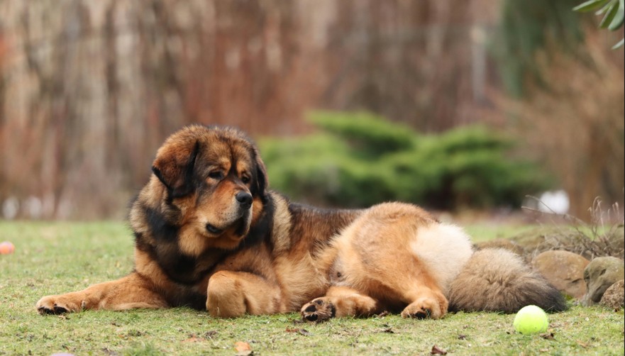 Tibetan Mastiff