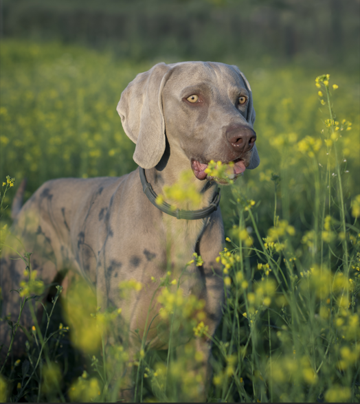 Weimaraner