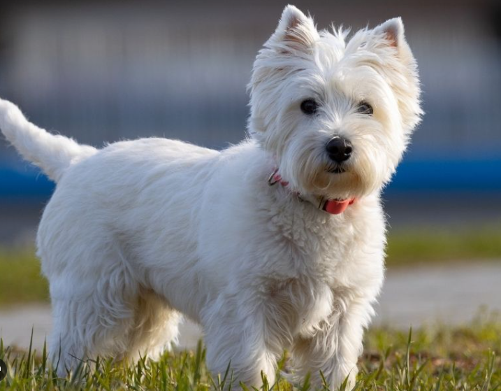 West Highland White Terrier