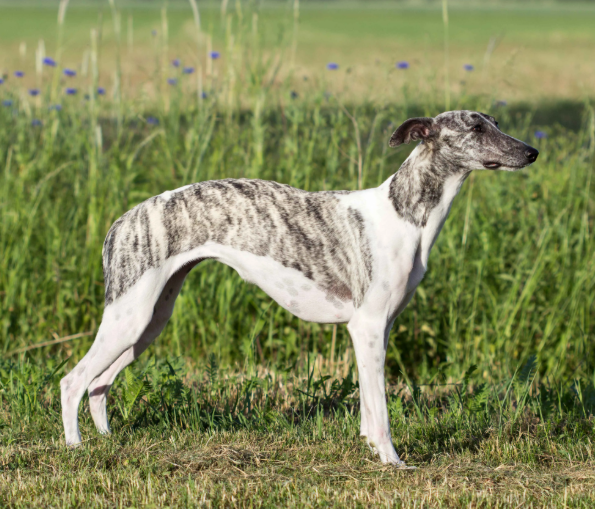 Whippet