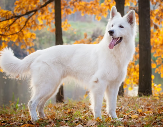 White Swiss Shepherd